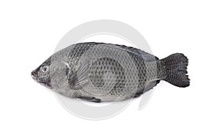 Whole single raw Tilapia fish photo