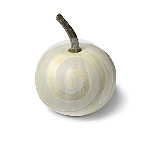 Whole single white Lumina pumpkin photo