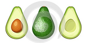 Whole and sliced avocado fruit. Vector illustration.