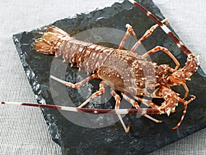 Whole spiny lobster