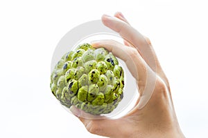 Whole Sugar-apple in Hand