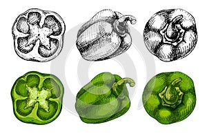 Whole sweet green bell peppers. Vector vintage hatching color illustration.