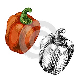 Whole sweet red bell peppers. Vector vintage hatching color illustration.