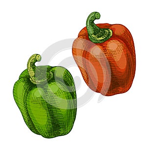 Whole sweet red and green bell peppers. Vector vintage hatching color illustration.