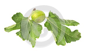 Whole tasty green fig with leaves isolated