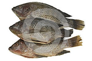 Whole Tilapia Fish