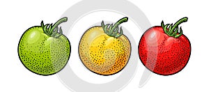 Whole tomato. Vector engraved illustration isolated on white background.