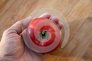 Whole tomato in the human hand  over white background. One red tomato in hand. One red tomato in the palm of your hand. A