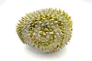 Whole tropical fruit durian on white background. Tasty fruit with awfull smell. Exotic fruit durian studio photo.