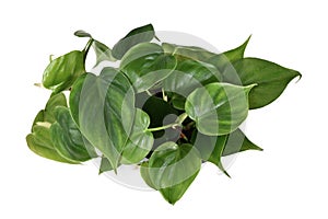 Whole tropical `Philodendron Scandens` house plant in flower pot on white background