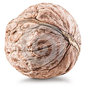 Whole uncracked walnut.
