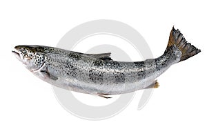 Whole uncut salmon carcass on white background. photos for markets, shops and restaurants. carcass of atlantic salmon