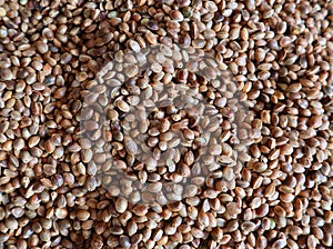 Whole unshelled food hemp seeds close-up.