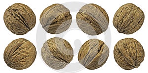 Whole walnuts isolated on white background, collection