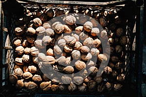 Whole walnuts in vintage plastic box on grass. nature. Healthy organic food concept. Top view. View above