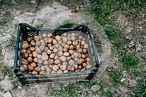 Whole walnuts in vintage plastic box on grass. nature. Healthy organic food concept. Top view. View above