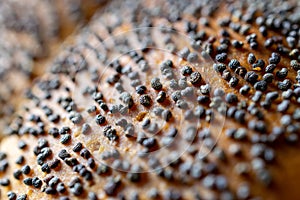 Whole wheat bread. Fresh loaf of rustic traditional bread with wheat poppy seeds in pattern of macro photography. Rye bakery with