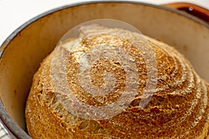 Whole wheat bread loaf baked in dutch oven iron cast pot, pure levain