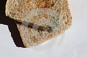 Whole wheat bread toast has mold ,Expired food