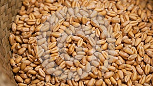 Whole wheat grain kernels in rural kitchenware. Organic cereal baking ingredients.