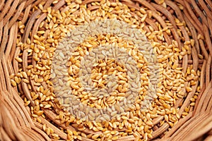 Whole wheat grain kernels in rural kitchenware. Organic cereal baking ingredients