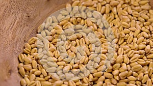Whole wheat grain kernels in wooden bowl