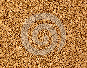 Whole wheat seeds dried staple food cereal grain common-wheat seed heap pile gandum gehoon beej graines de ble photo.