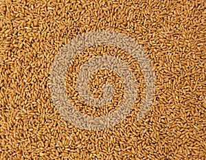 Whole wheat seeds dried staple food cereal grain common-wheat seed heap pile gandum gehoon beej graines de ble photo. photo