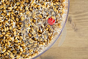 Whole Wheat Sprouting in Tray