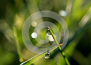 The whole world is in a drop of dew.