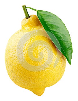 Whole yellow lemon citrus fruit with leaf on white