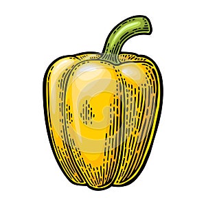 Whole yellow sweet bell pepper. Vector color vintage engraving illustration