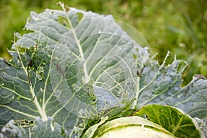 Wholes on cabbage leaves cut by many green worms in the garden