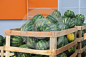 Wholesale Watermelons