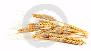 Wholewheat crisply set against a clear backdrop, in perfect focus for a farming-oriented image