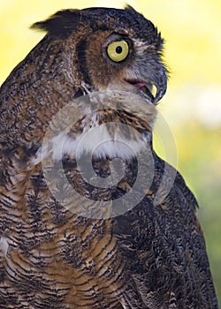 Great Horned Owl