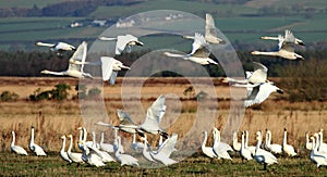 Whooper Flypast photo