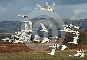 Whooper Flypast photo