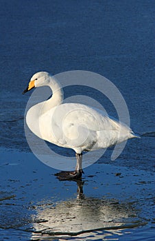 Whooper on Ice