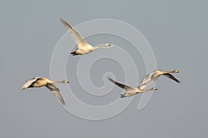 Whooper swan