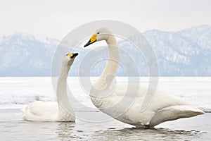 Whooper Swan