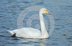 Whooper swan photo