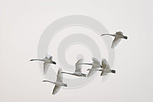 Whooper swan