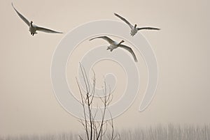 Whooper swan