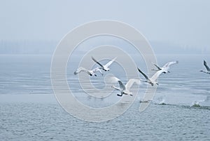 Whooper swan