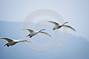 Whooper swan