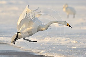 Whooper Swan photo