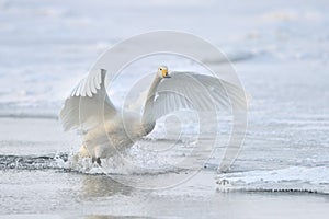 Whooper Swan photo