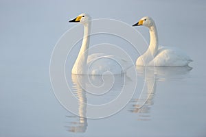 Whooper Swan