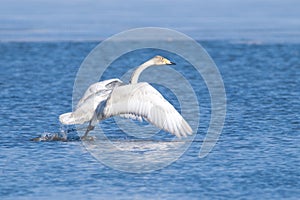 Whooper Swan